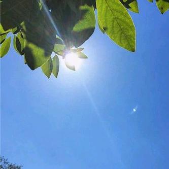 小康宁夏硒砂瓜代办代发