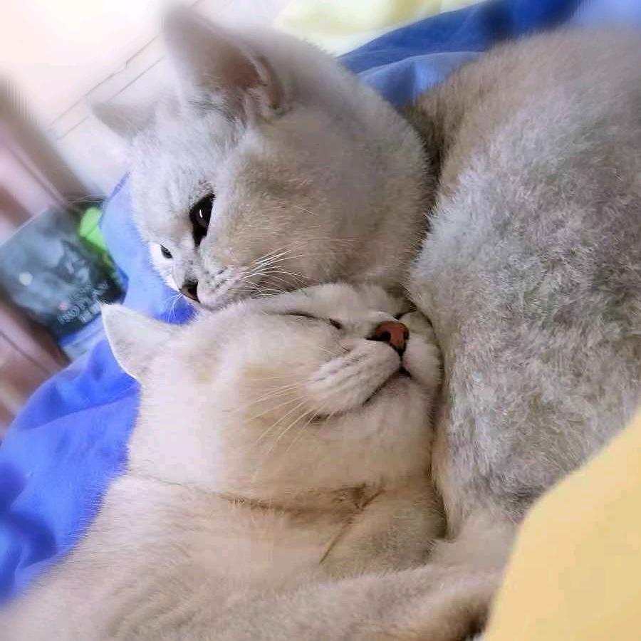 晚风扶柳笛声残