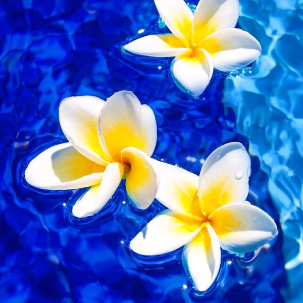 齐花