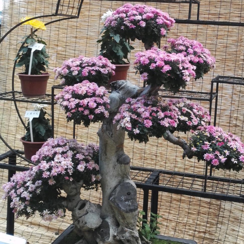 红枣，