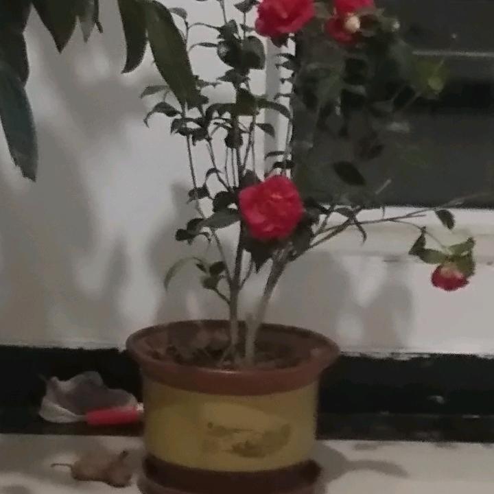 与子偕老