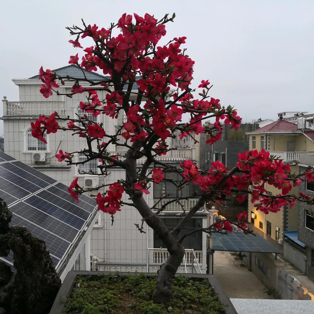 徐造景