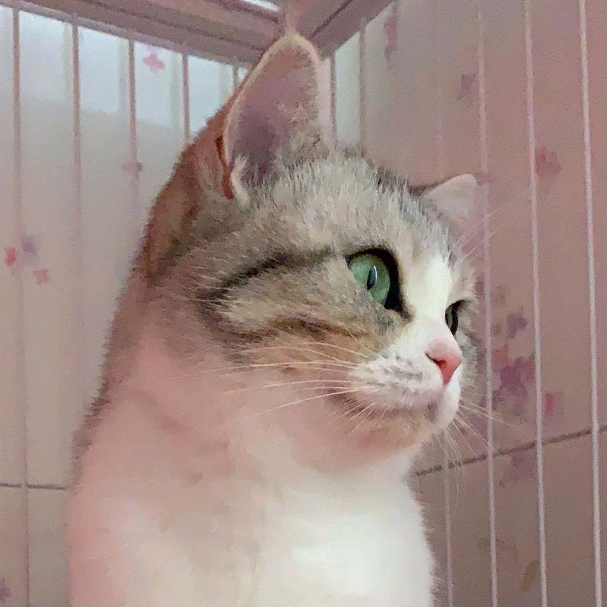一月的猫🐾