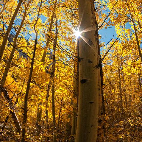 💄向日葵的阳光