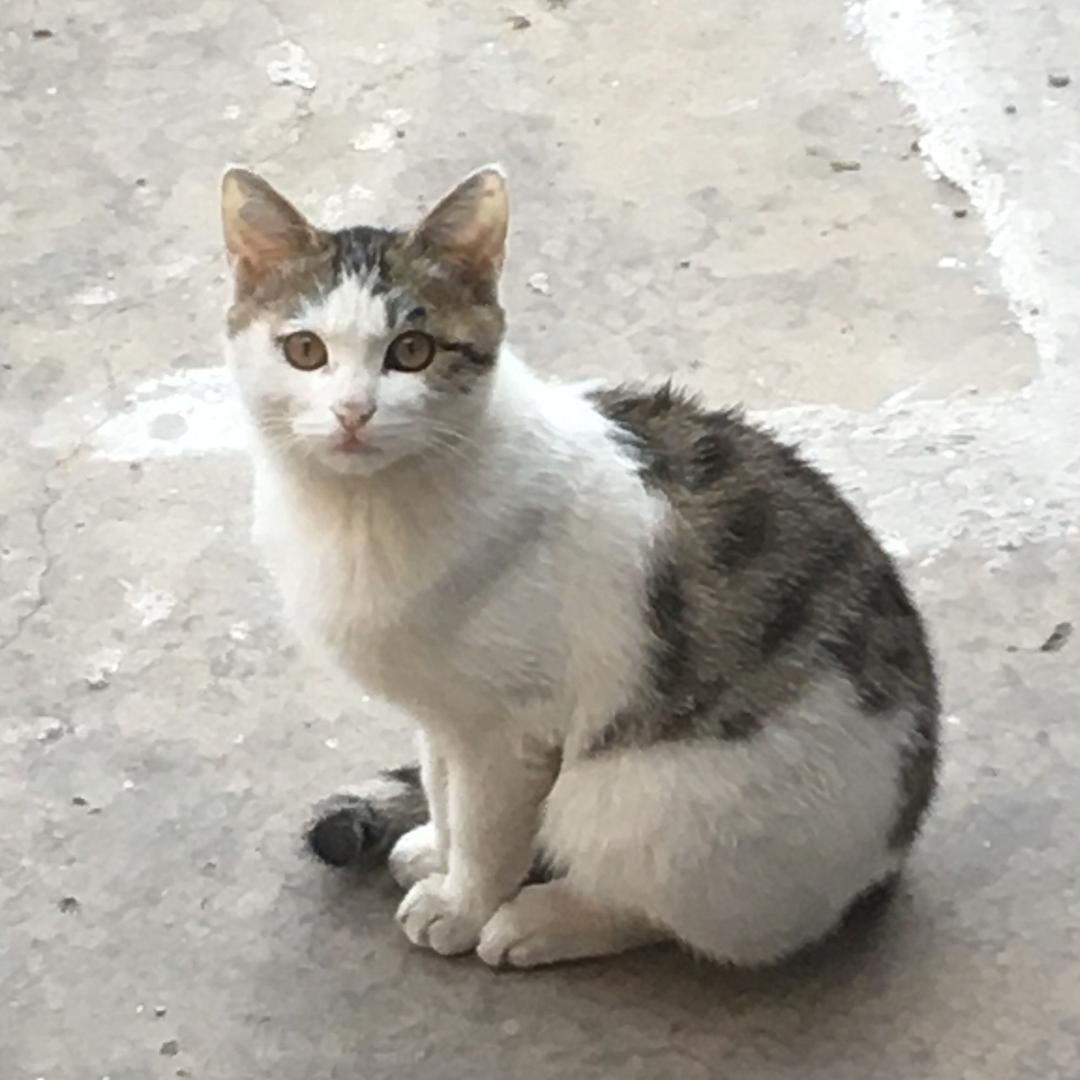 巨擘