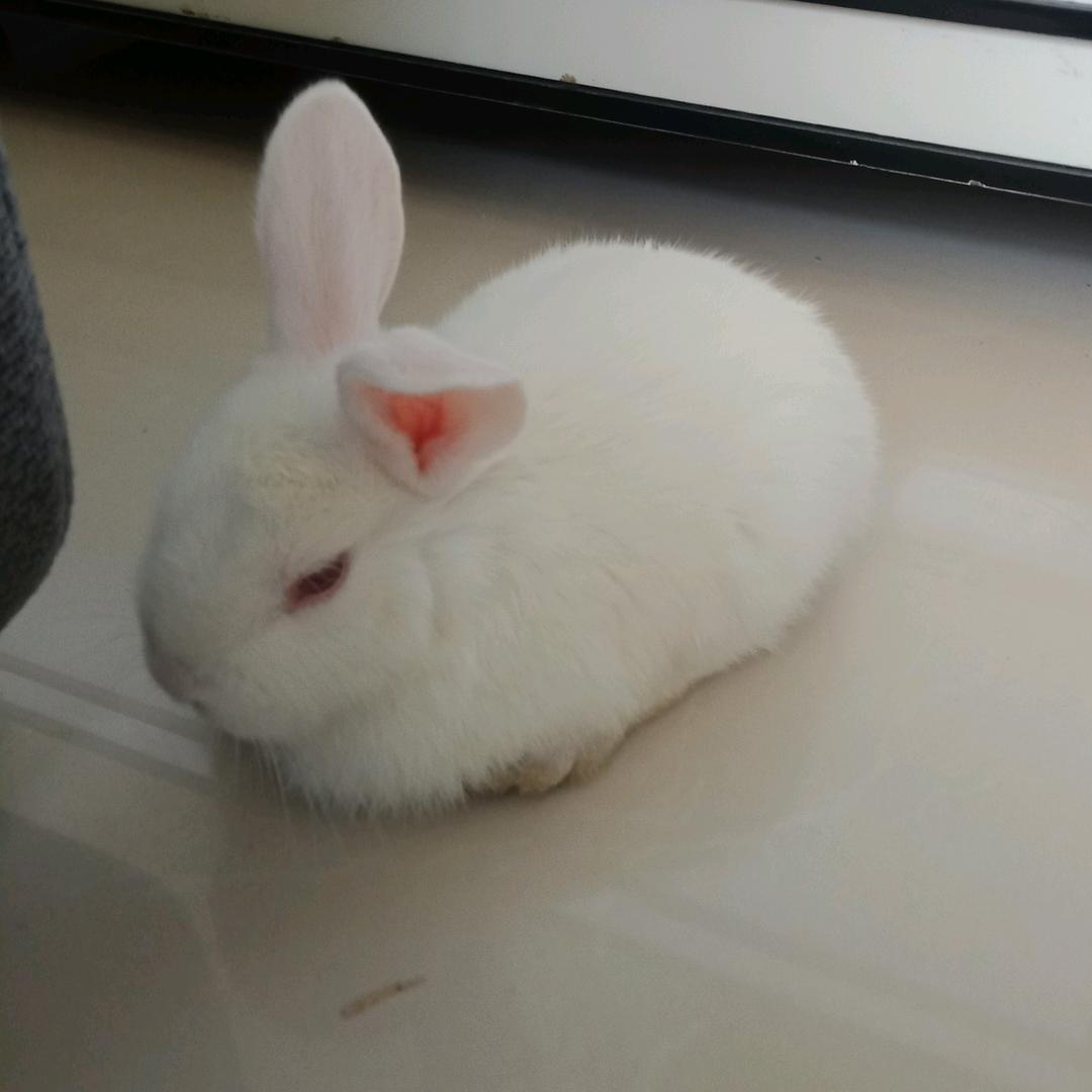 我是Q咪