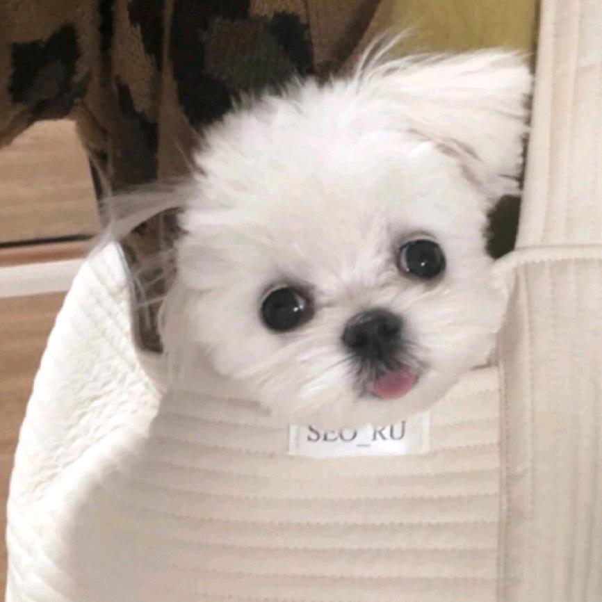 欢歌寄轻舟🥰