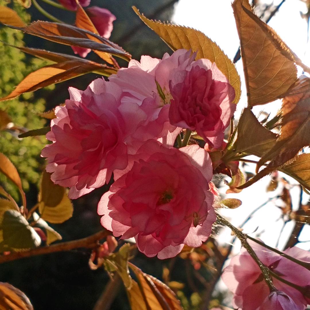 四个朋友·自助棋牌(登科华府店)