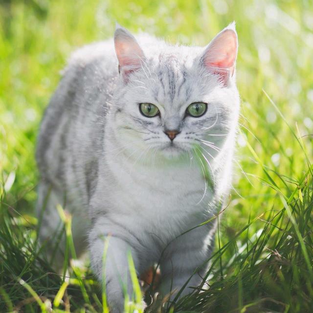 飞翔的猫咪