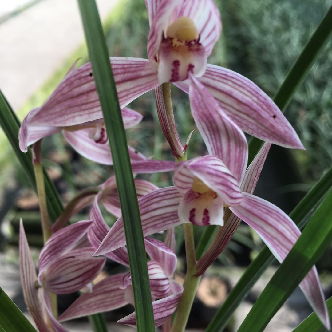 郫都区锦峰兰花基地