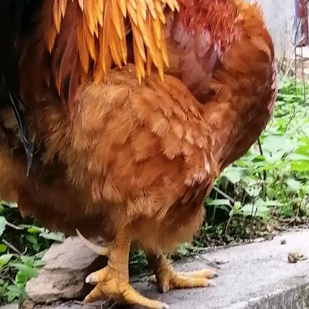 小辣龙