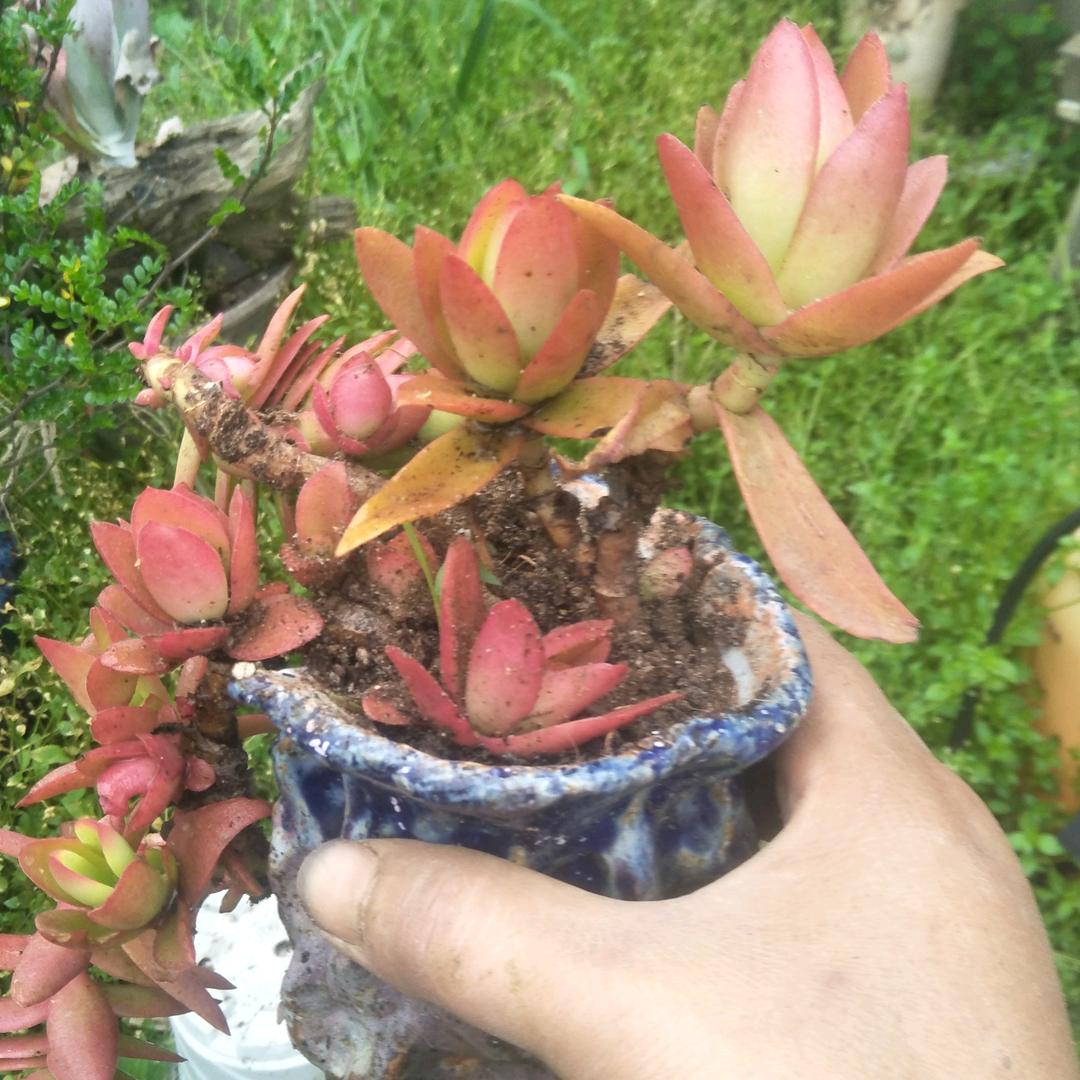 山东小刘草莓西红柿