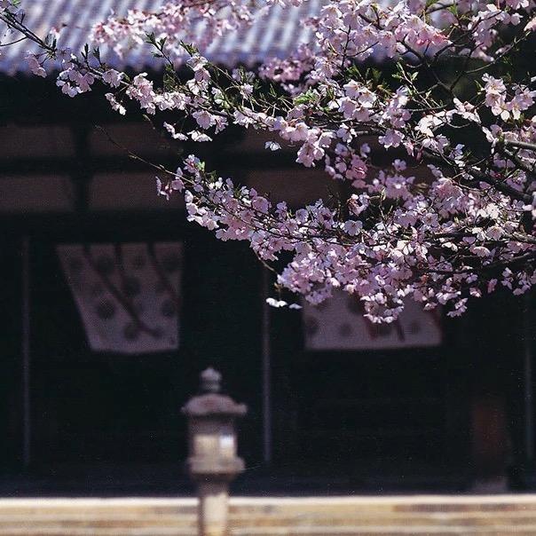 宇古古