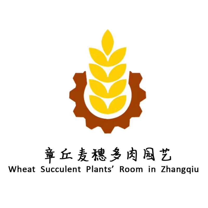 章丘麦穗多肉园艺