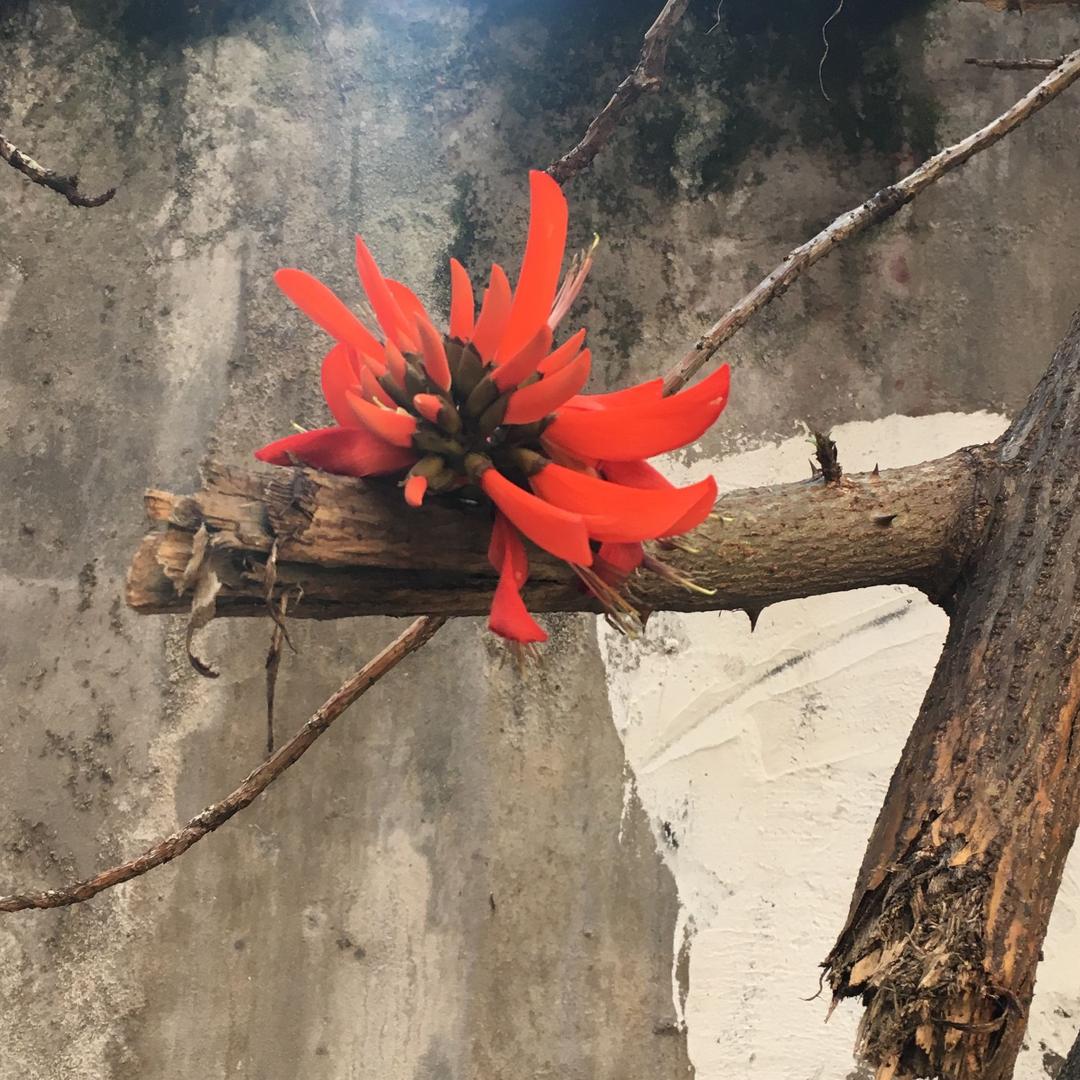 小瓜瓜