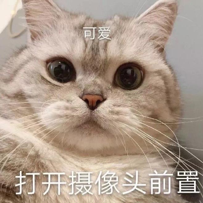 豹纹小柿子