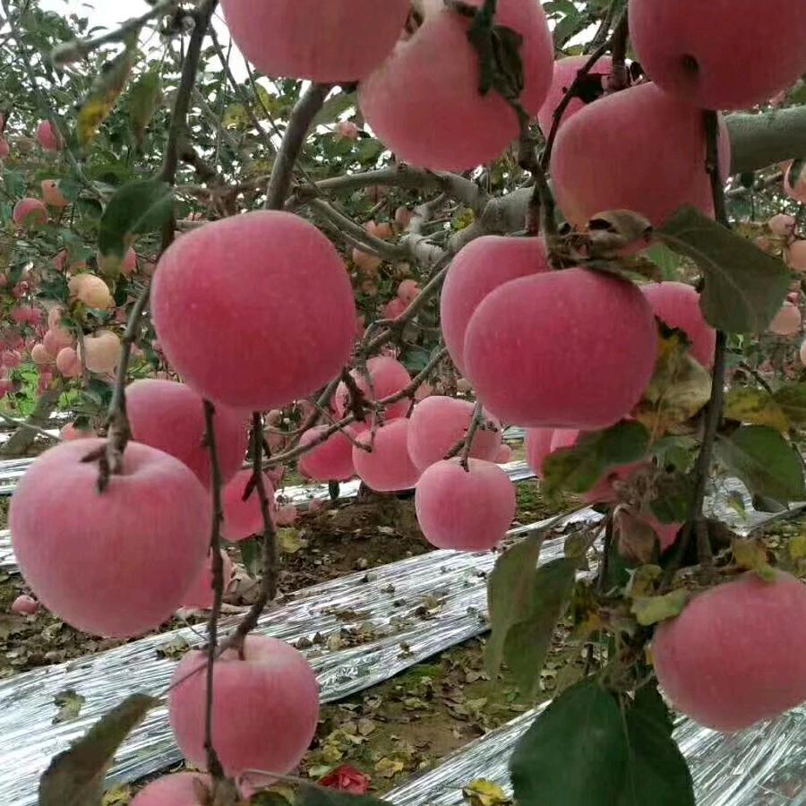 小园子(拒聊)