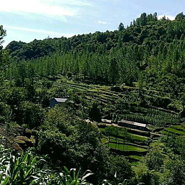 阿平（下堡坪）