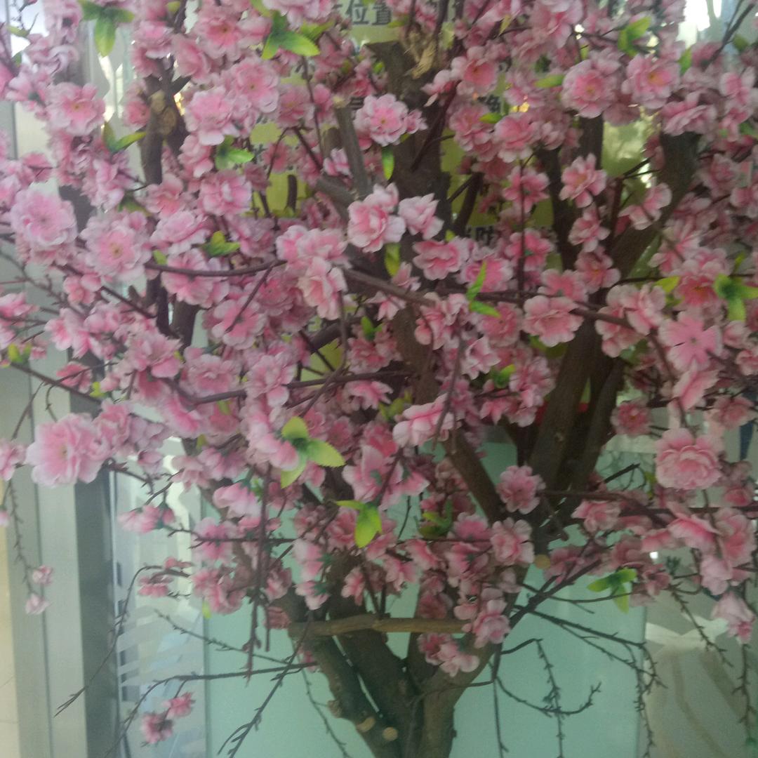 小朵