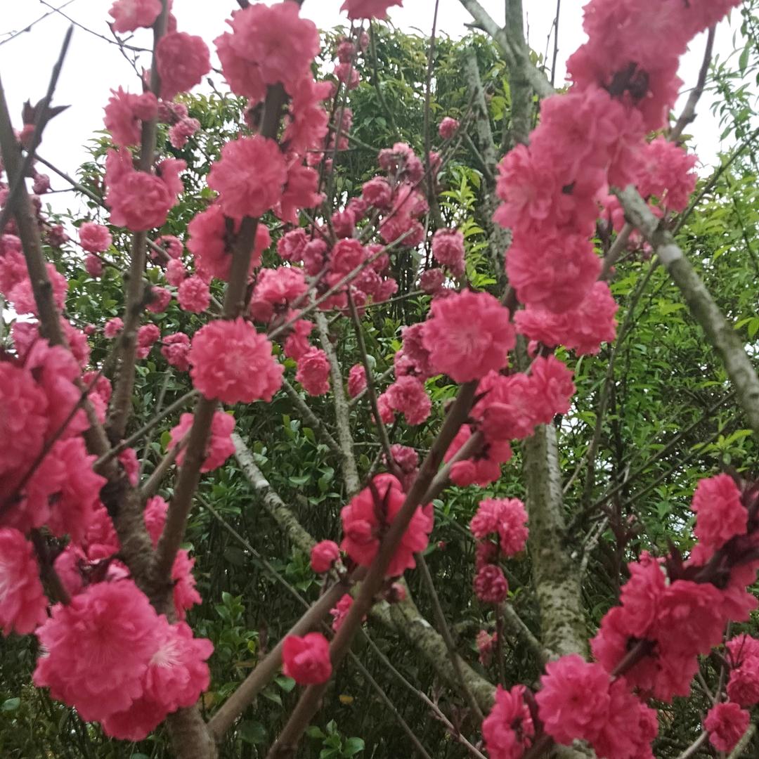 果果