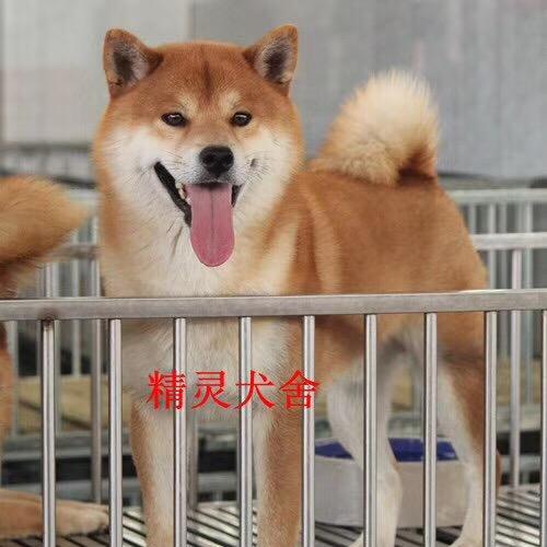 北京精灵悦宠柴犬乐园