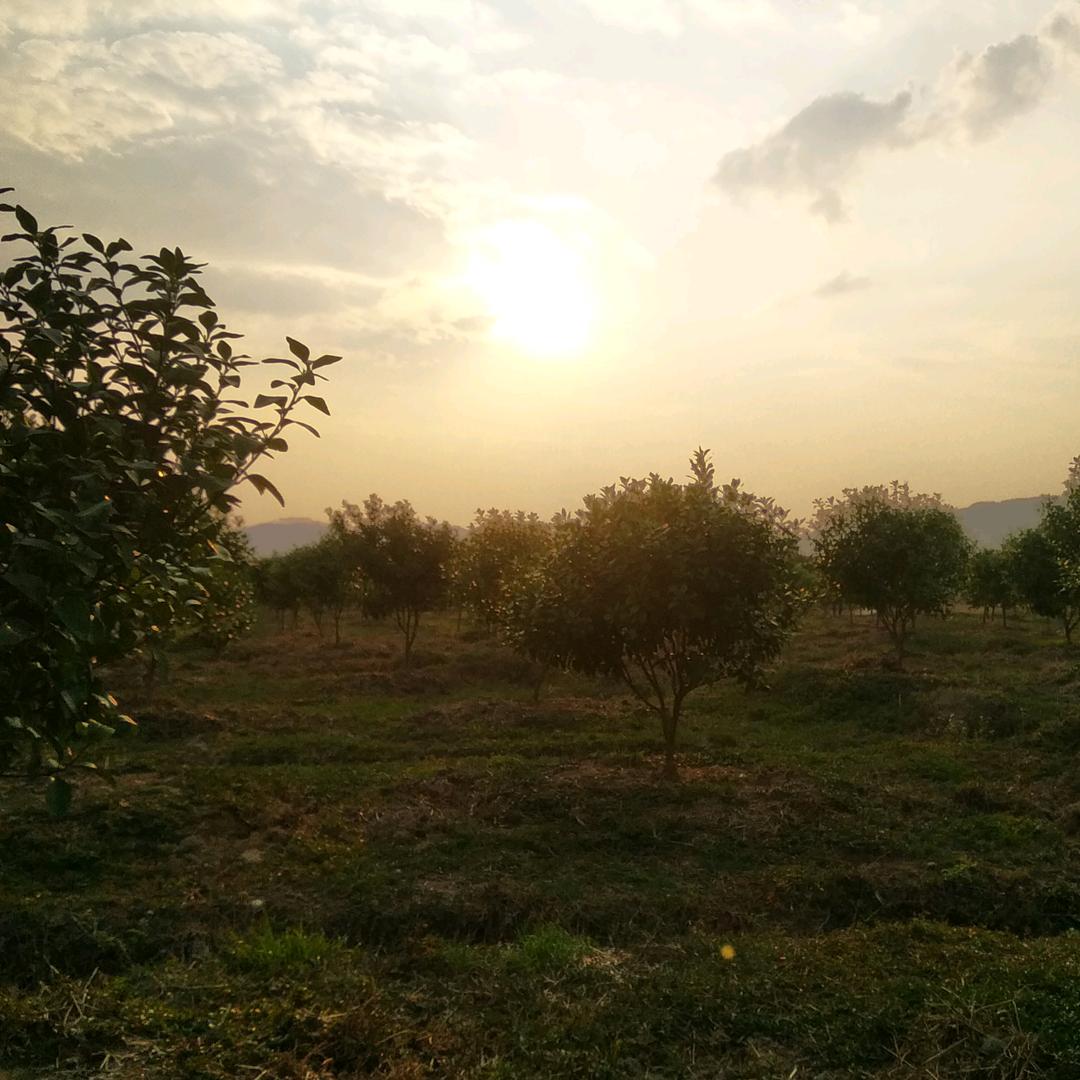 夕阳无限