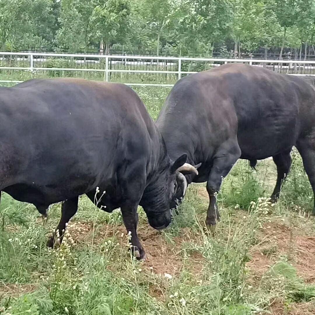 宏振肉类卤味