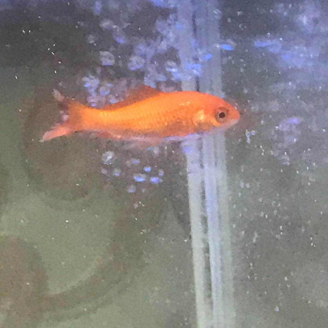 大鲨鱼