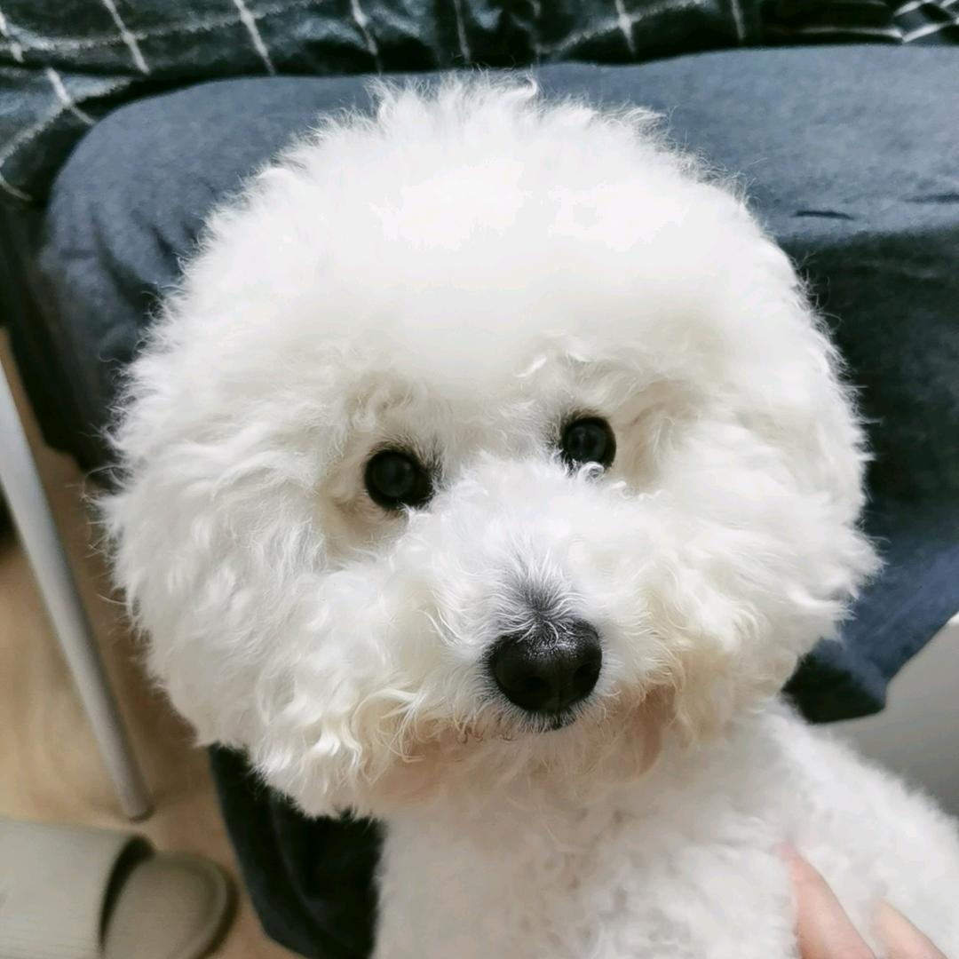麦兜很饿