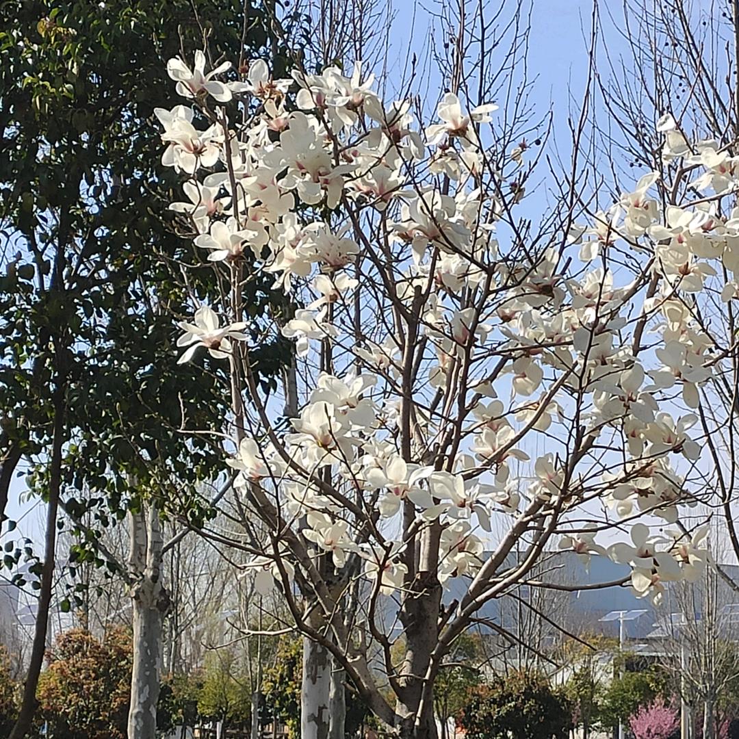 张总想退休