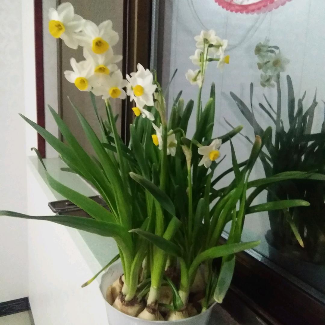 舒雅花卉园艺