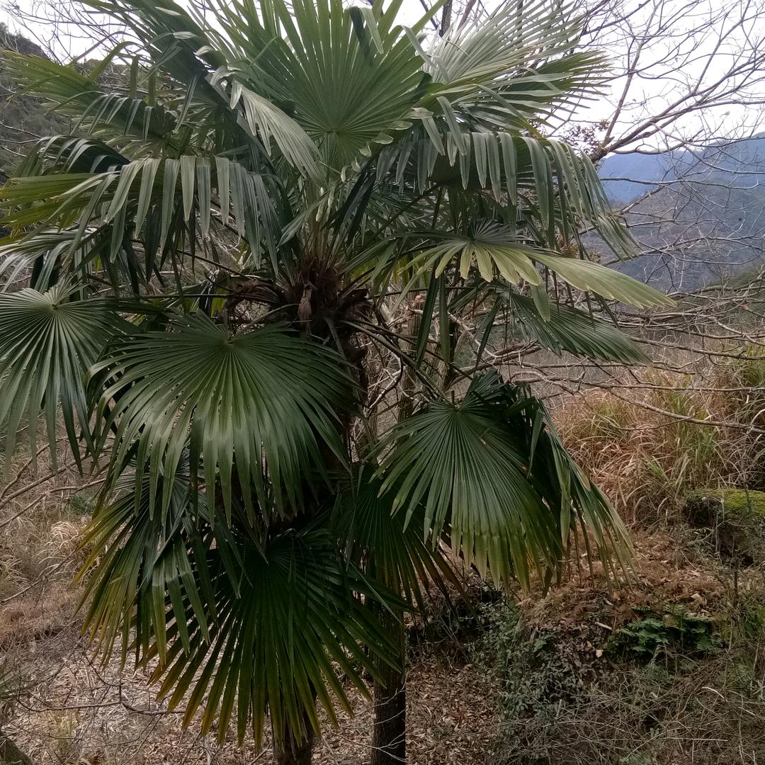 唐老鸭点秋香，，