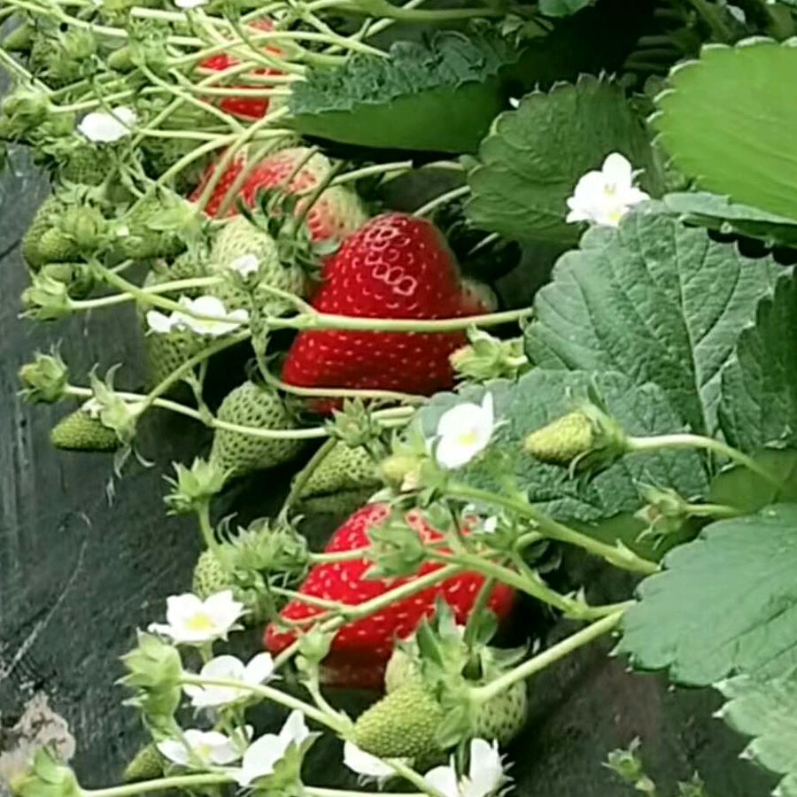 会理市三元桥美琳草莓蔬菜采摘园
