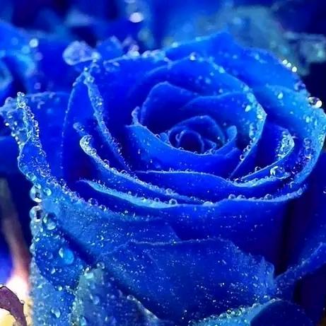 望星空🌹