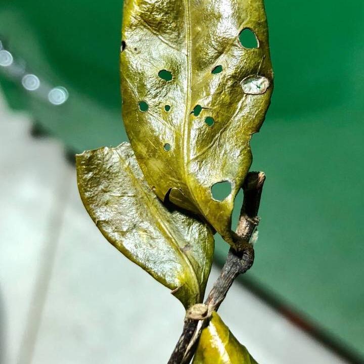 牙掌柜白茶