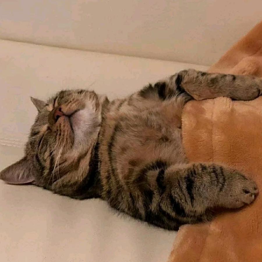 𝓒𝓸𝓬𝓪𝓒𝓸𝓵𝓪、