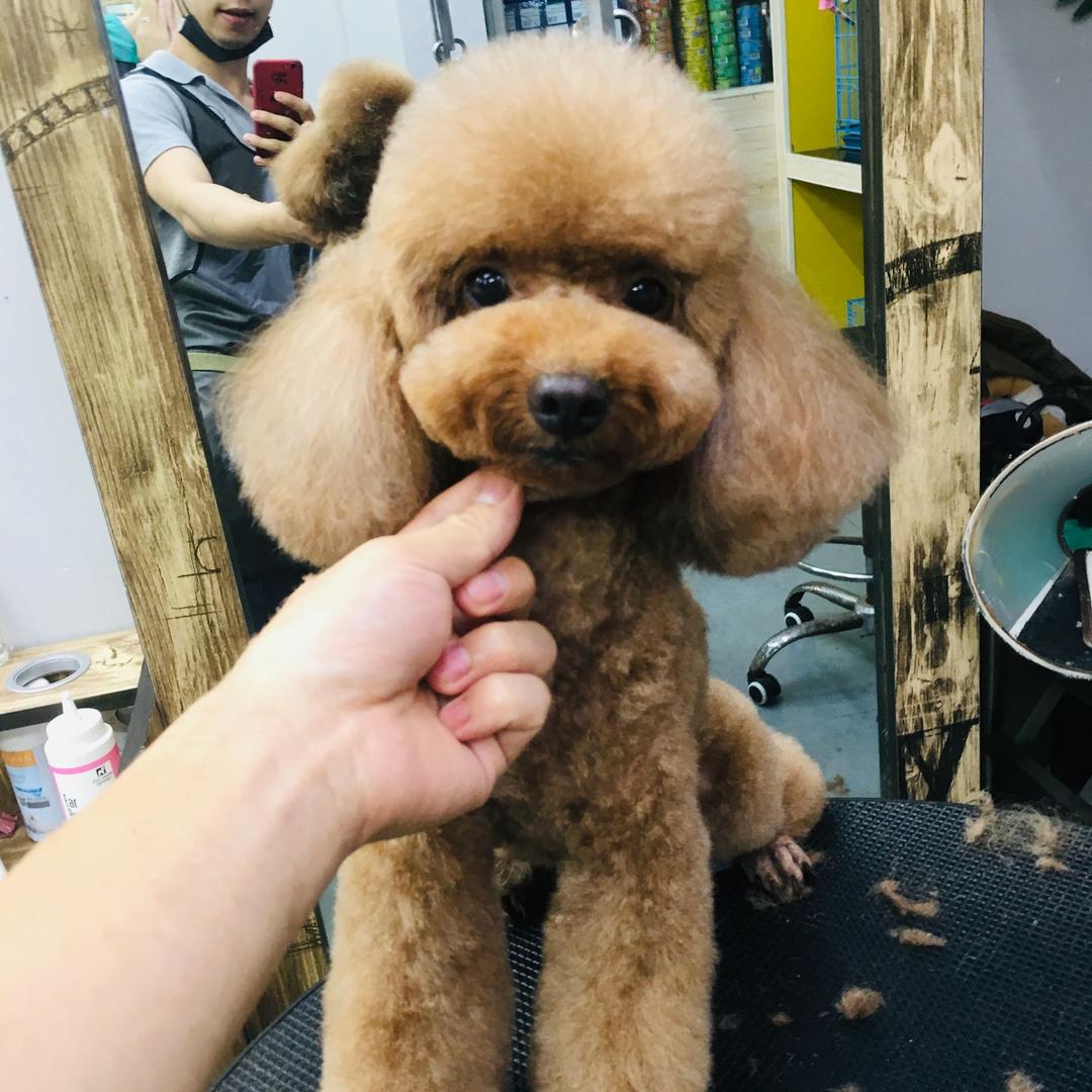 宠物美容师～小杰