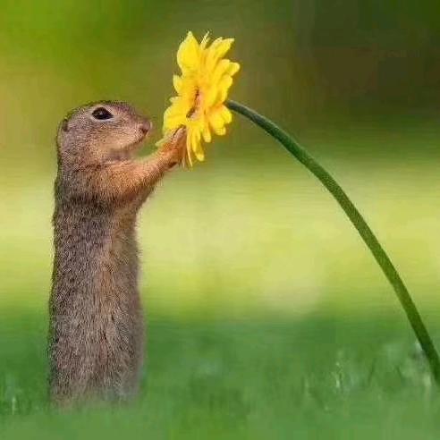 赏菊人