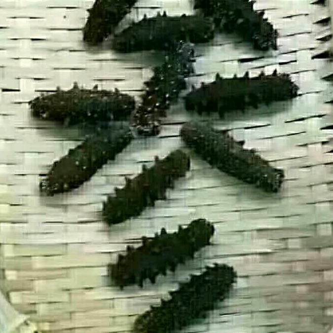 锦绿园海参加工