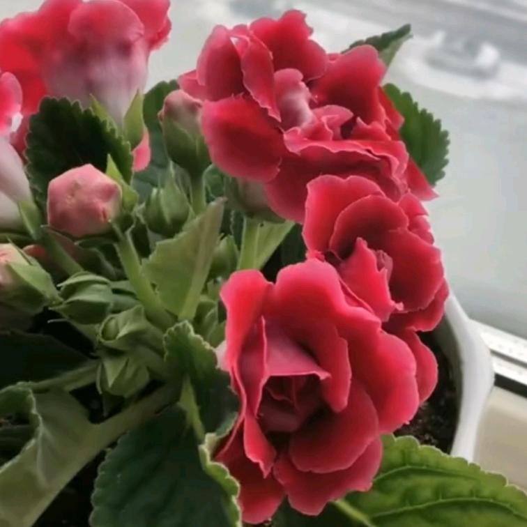 繁花似锦