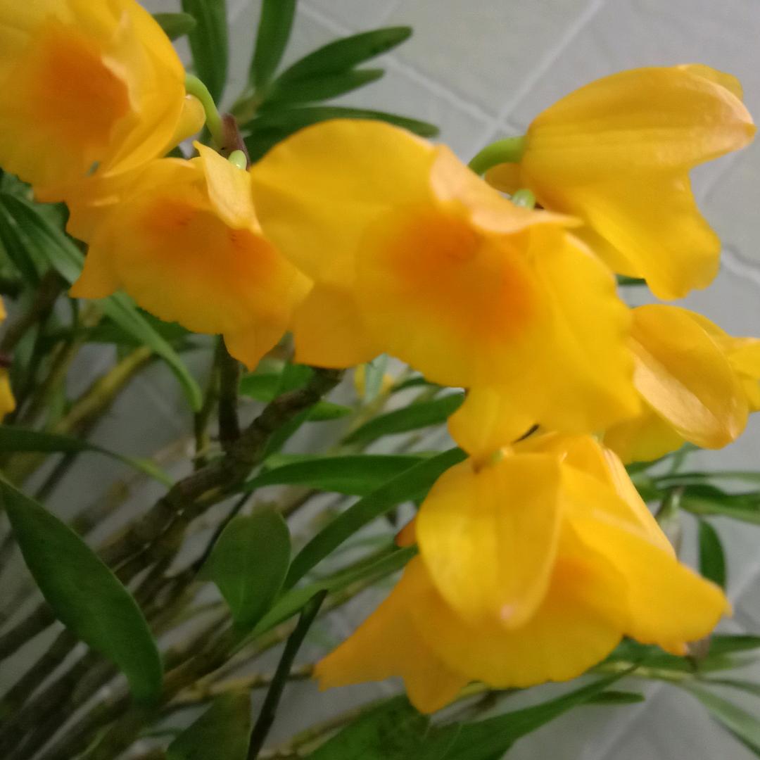 园中花石斛花卉