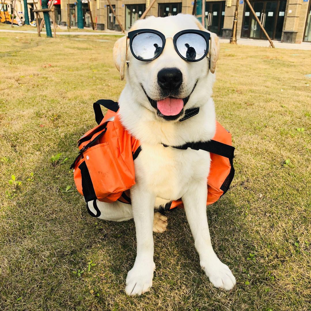 拉布拉多lucky ❤️