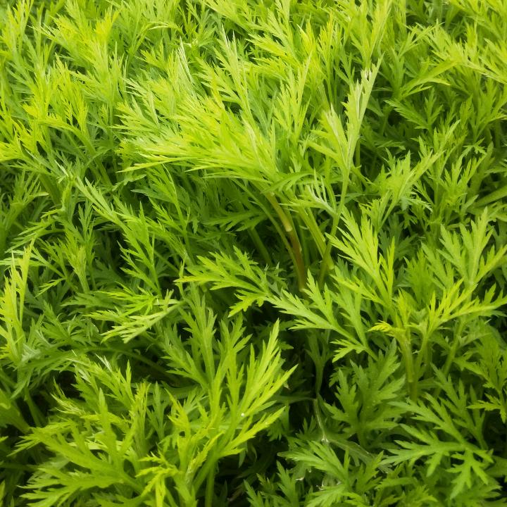 咕噜咕噜兔^O^🐰