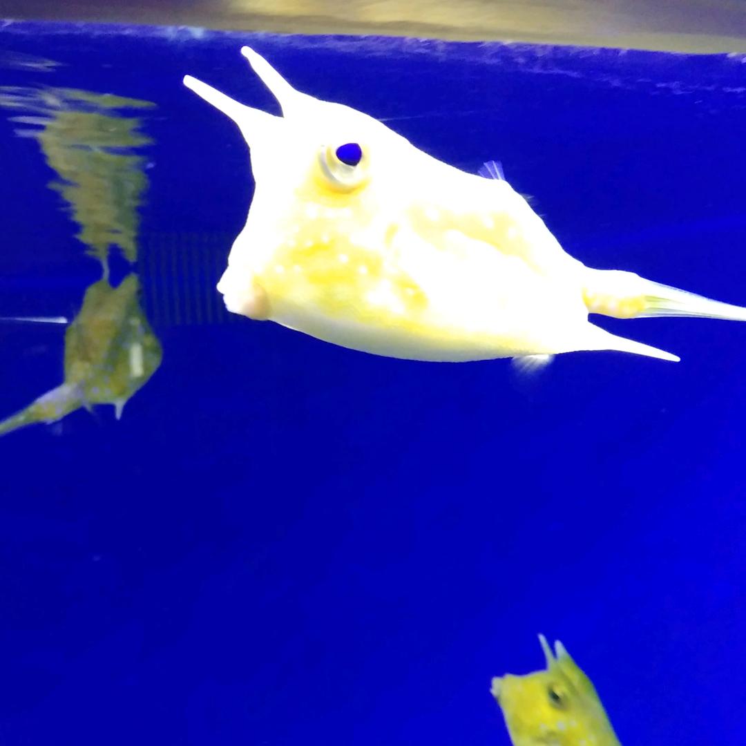 😃强仔(๑><๑）