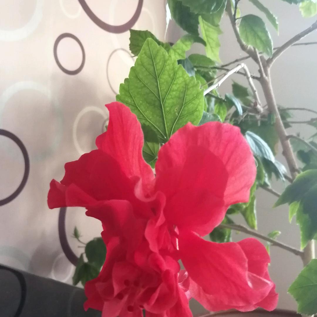 依恋幽梦