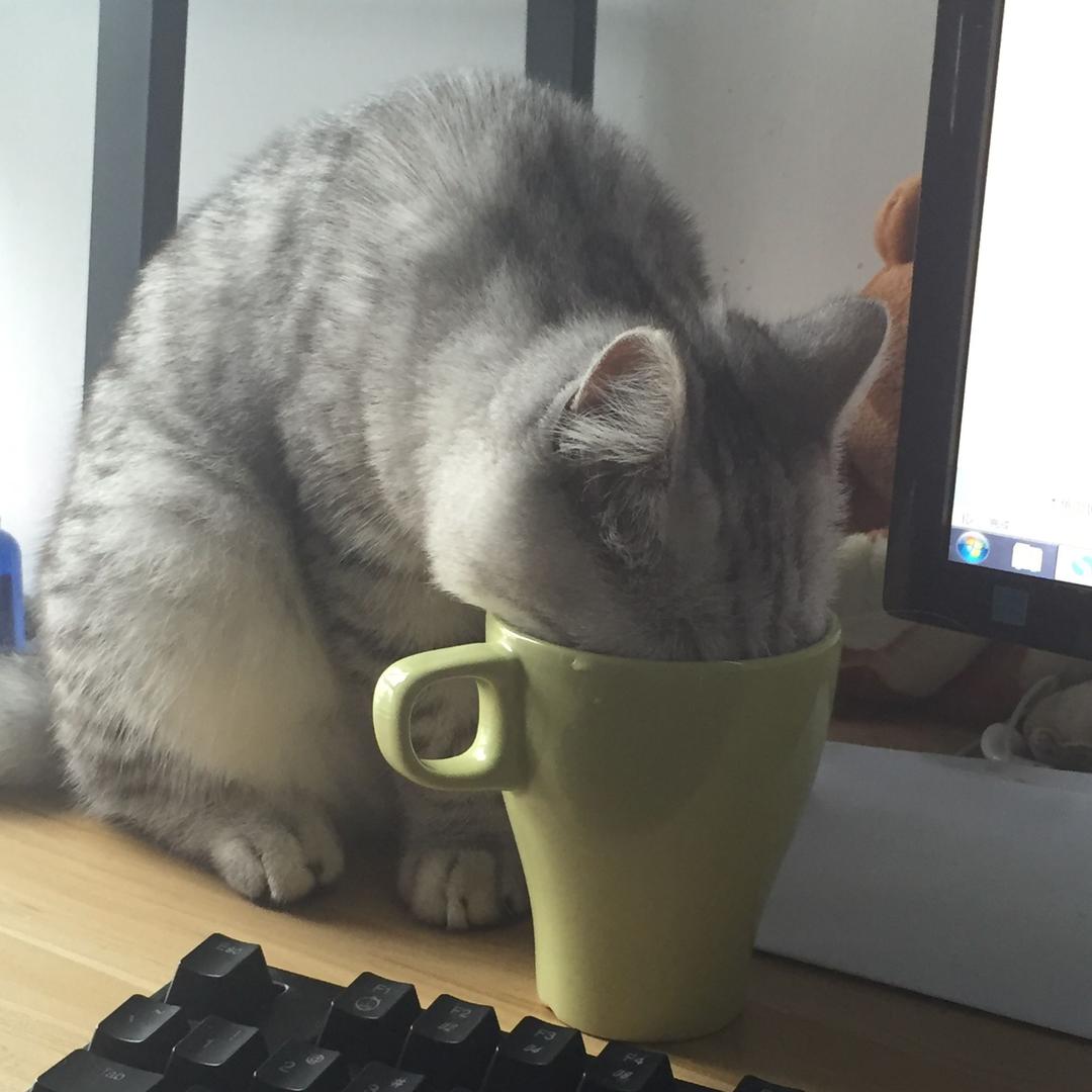 猫猫玩游戏