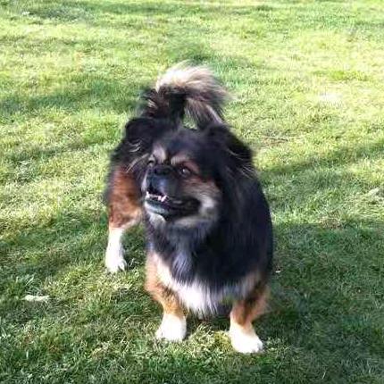 中国足迹--陈霖