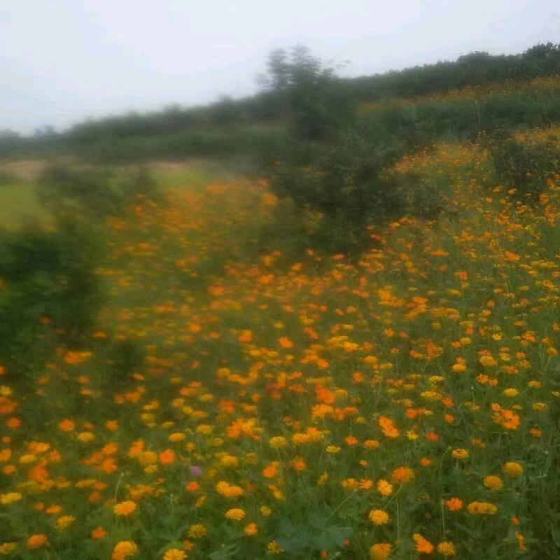 🌷年年有余🌷