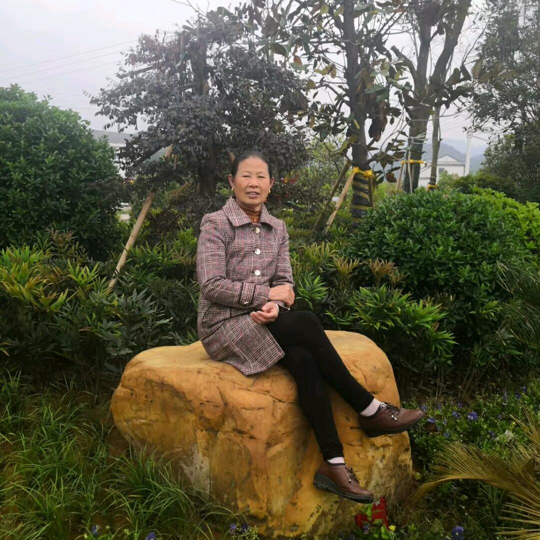 紫风铃摇曳着回忆