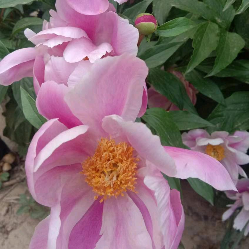 花好月圆